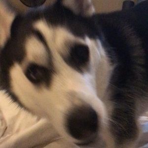 Meet your Posher, Dana